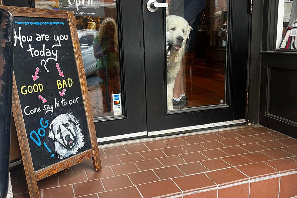 Why Everyone in Portland’s Old Port Loves This Pet Me-Seeking Pup