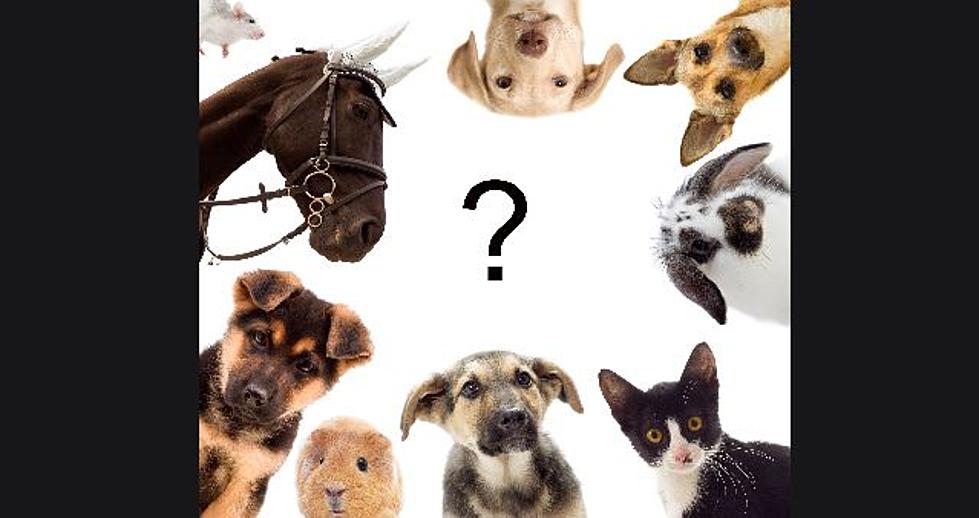 Do You Own the 7th Most Popular Pet in Maine?