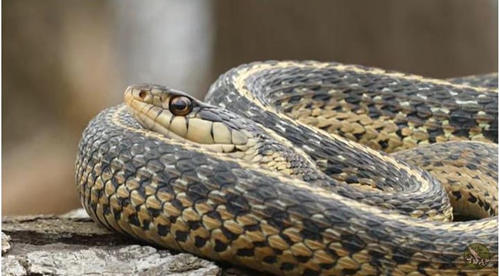 5 Snakes You Might Run Into While Swimming in a Maine Lake