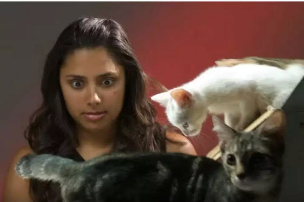 See What Happens When People Who Hate Cats Meet Kittens [VIDEO]
