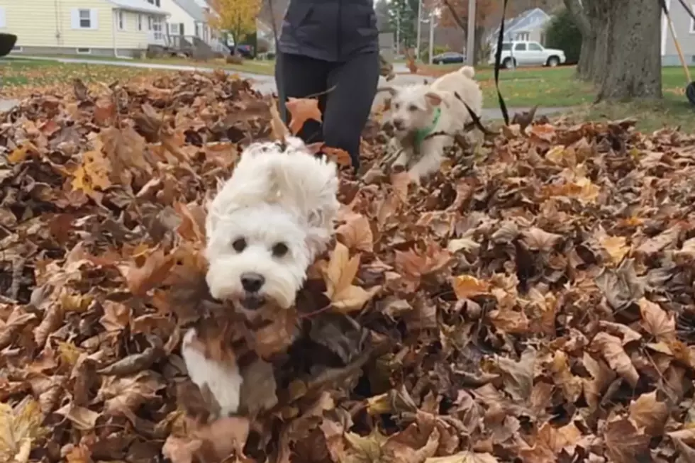 My Dogs Played in Leaves for the First Time, Here’s the Slow Motion Video