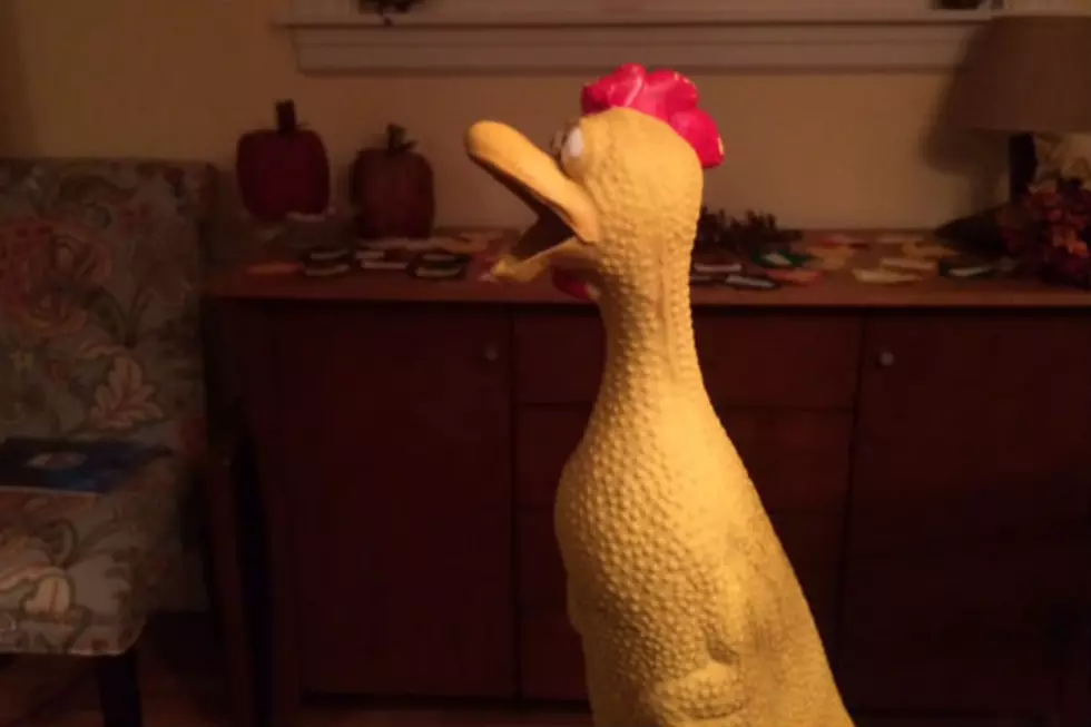Who Knew a Rubber Chicken Could Bring Such Joy   [VIDEOS]