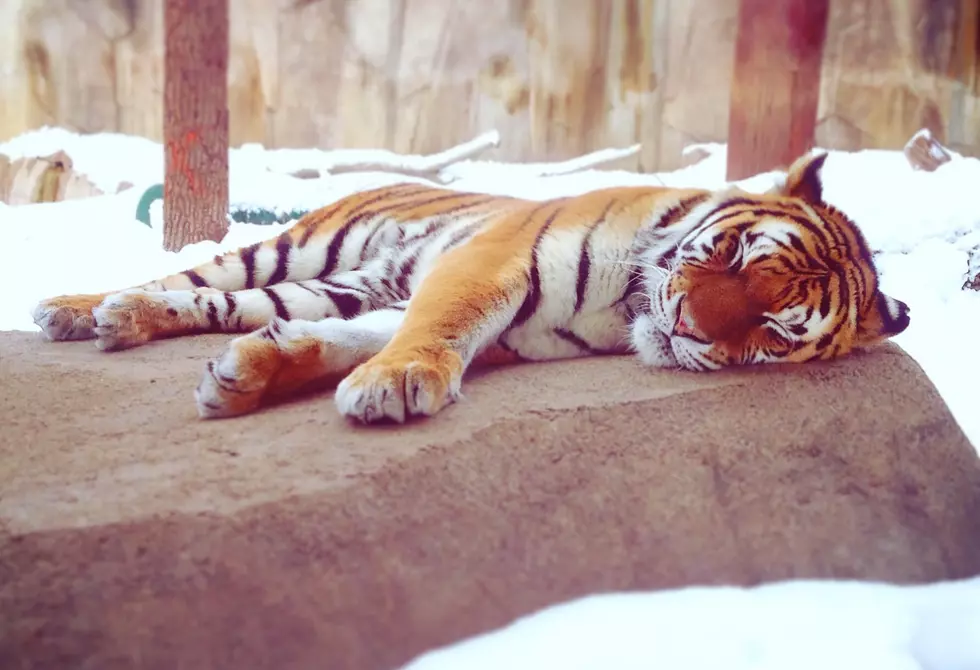 What Happens To Zoo Animals In The Winter? [PHOTOS]