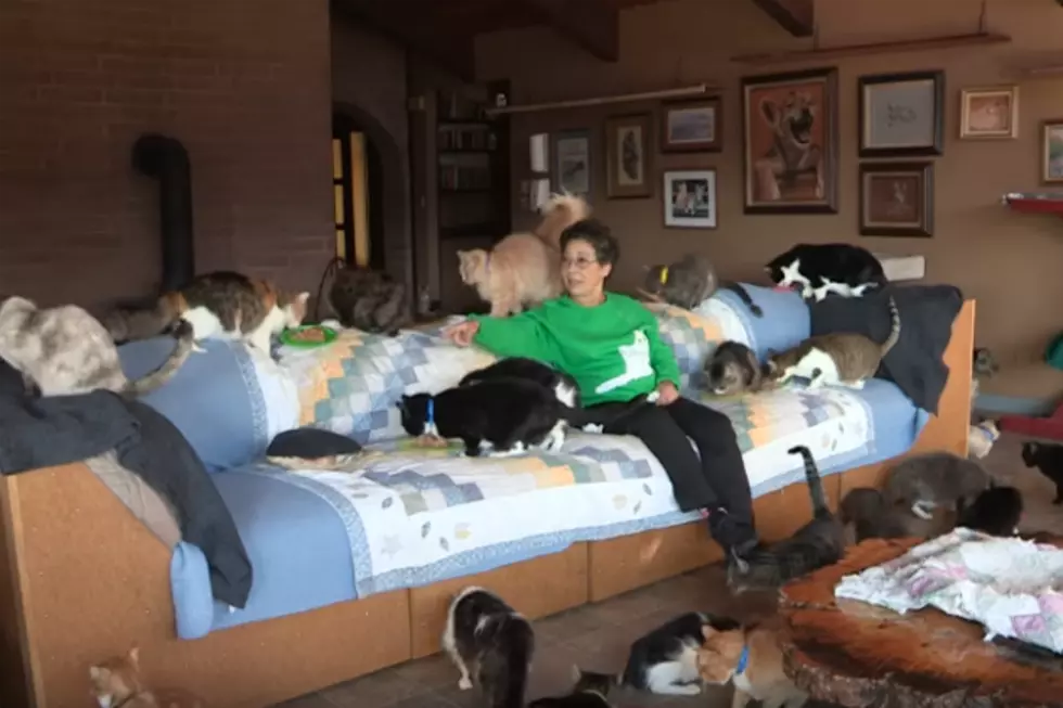 Meet The &#8216;Crazy Cat Lady&#8217; Who Lives With 1,100 Felines [VIDEO]