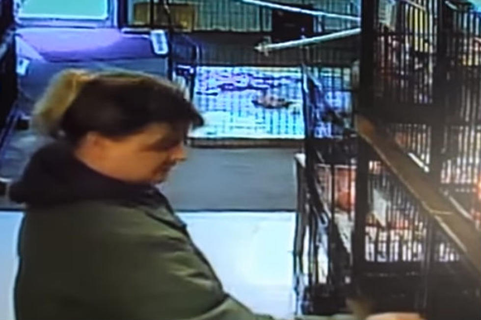 Watch Woman Steal a Puppy from Mainely Puppies [UPDATED]