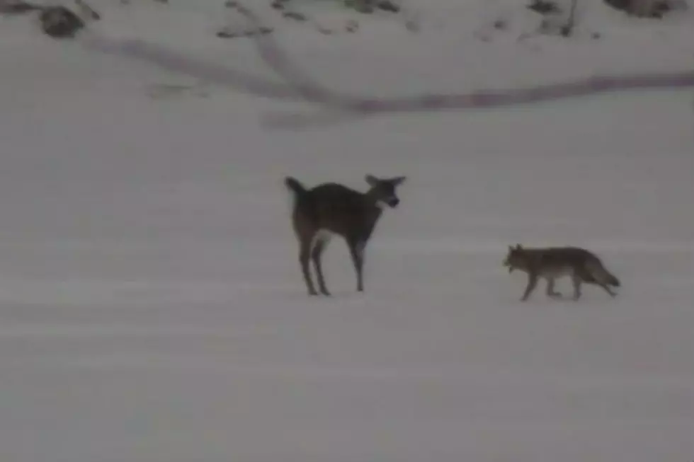 Deer Fights Off Coyote