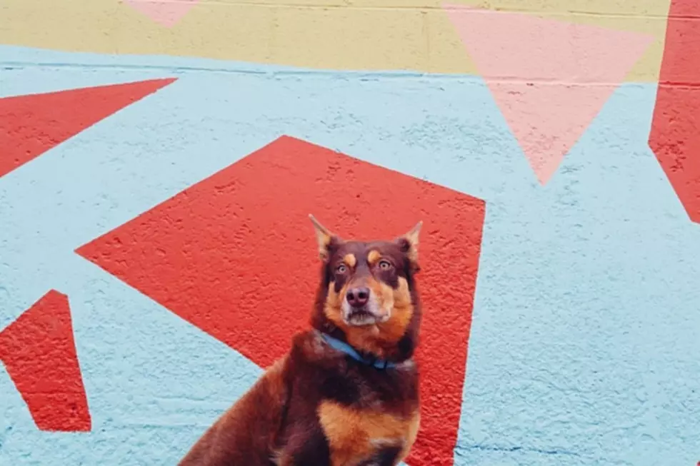 9 Photos of Dogs in Portland Because Why Not?