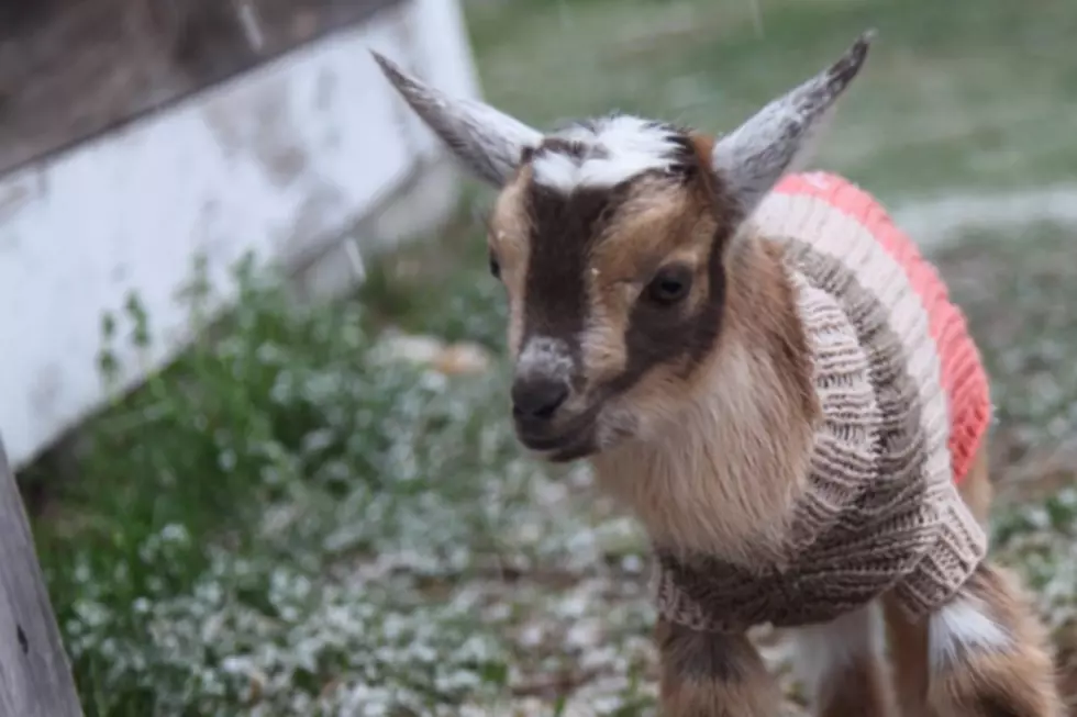 Snowshoe with Goats Through an 18-Acre Maine Farm