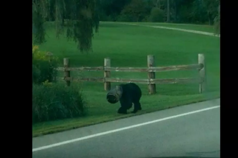 Bear Has A Bucket Stuck On His Head Until These Brave Dudes Help Get It Off [VIDEO]