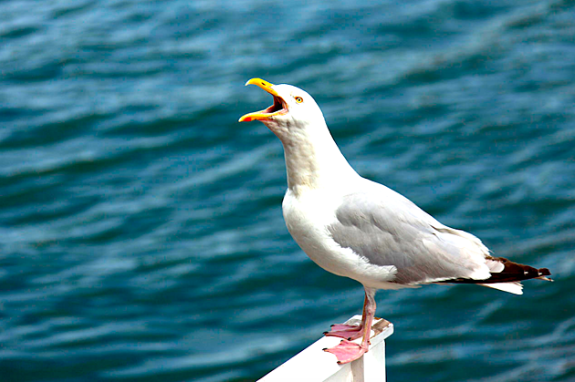 POLL: Should Feeding Seagulls Be Illegal in Maine?