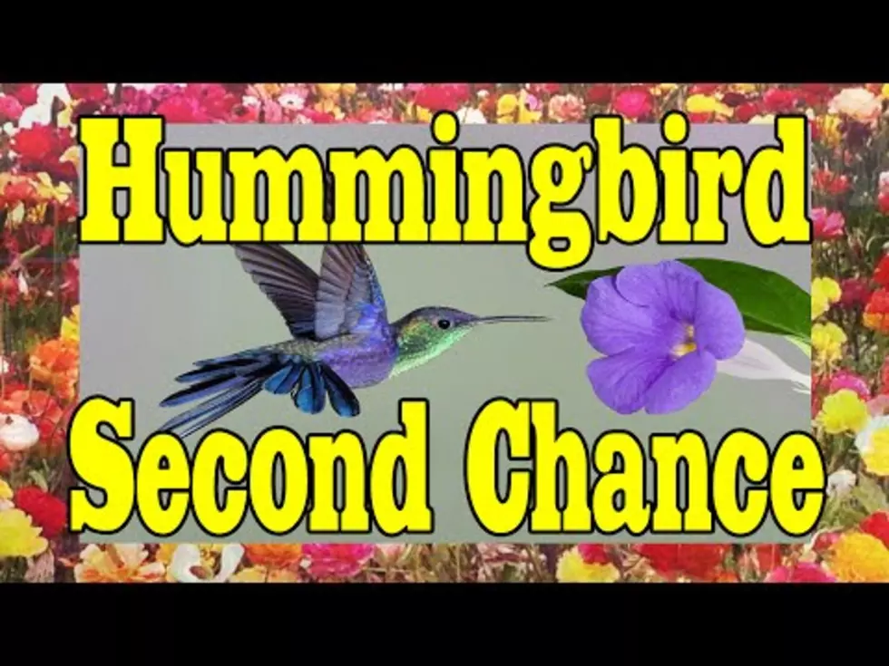 Man Saves Hummingbird From Certain Death [VIDEO]