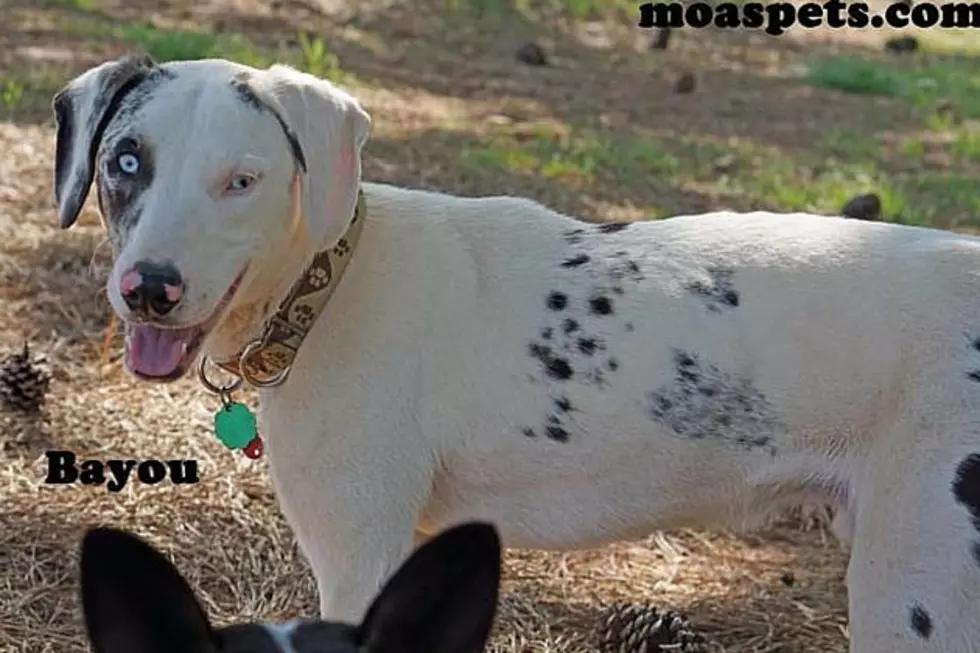 This Deaf Blue-Eyed Dog Was Abused & Now Needs a Loving Home