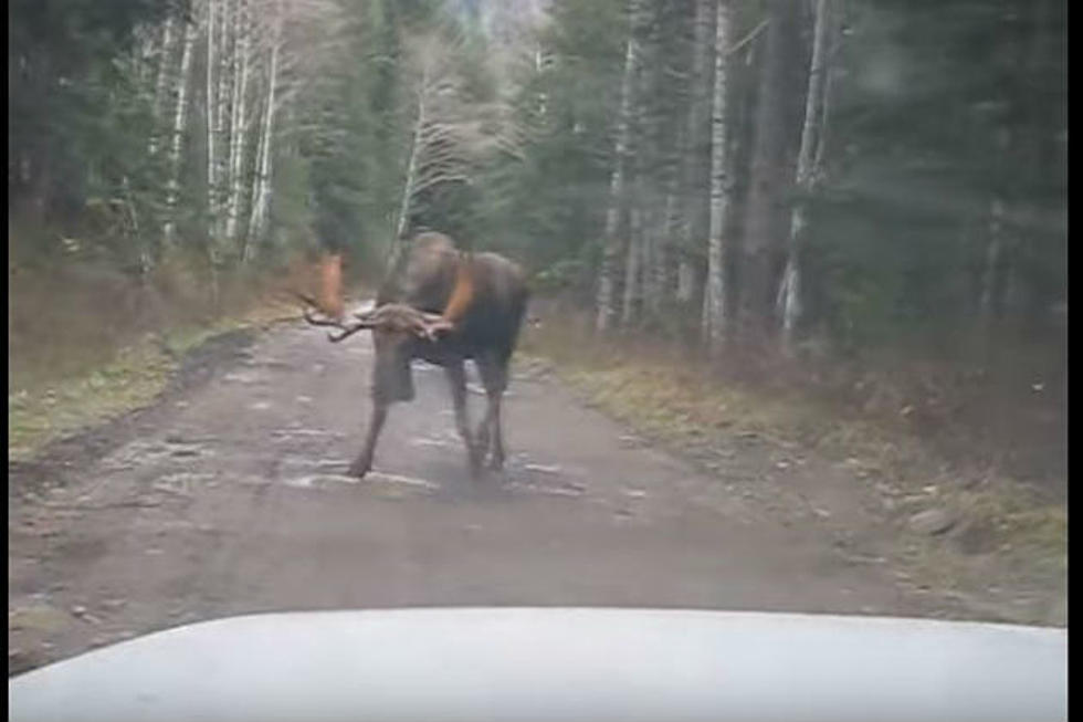 Here’s What NOT To Do If You See A Bull-Moose On The Road [VIDEO]