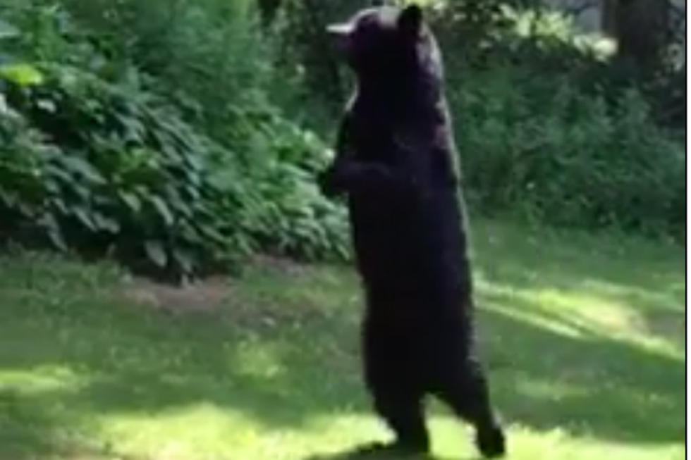 Bear Walks Upright and Looks Completely Fake &#8211; [VIDEO]