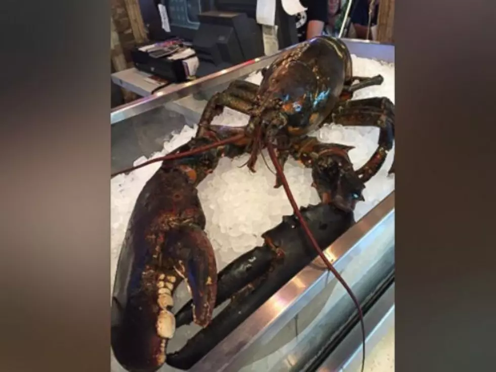 WATCH: 15 Pound Monster Lobster Named &#8216;Larry&#8217; Rescued &#038; Flown Home to Maine