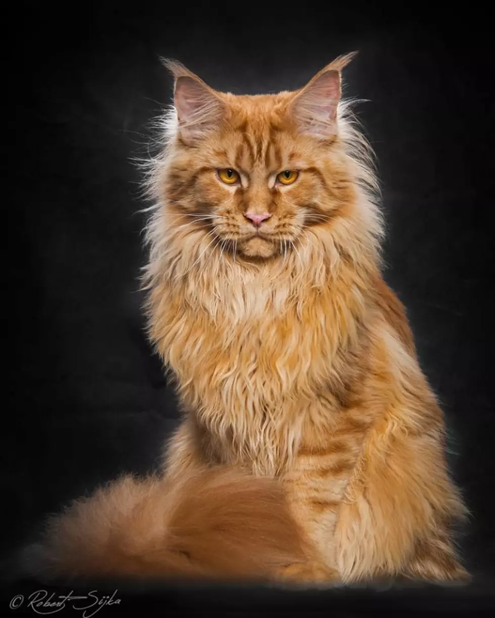 These Gorgeous Maine Coon Cat Portraits Will Turn a Dog Lover Into a Cat Lover