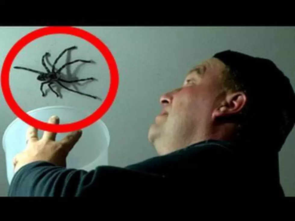 Guy Tries To Capture Spider..It Doesn&#8217;t End Well&#8230;RUN! [VIDEO]
