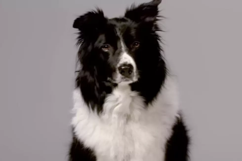 ‘Dogs Aren’t Born With Manners’ – New Device Shocks Them Into Good Behavior  [VIDEO]