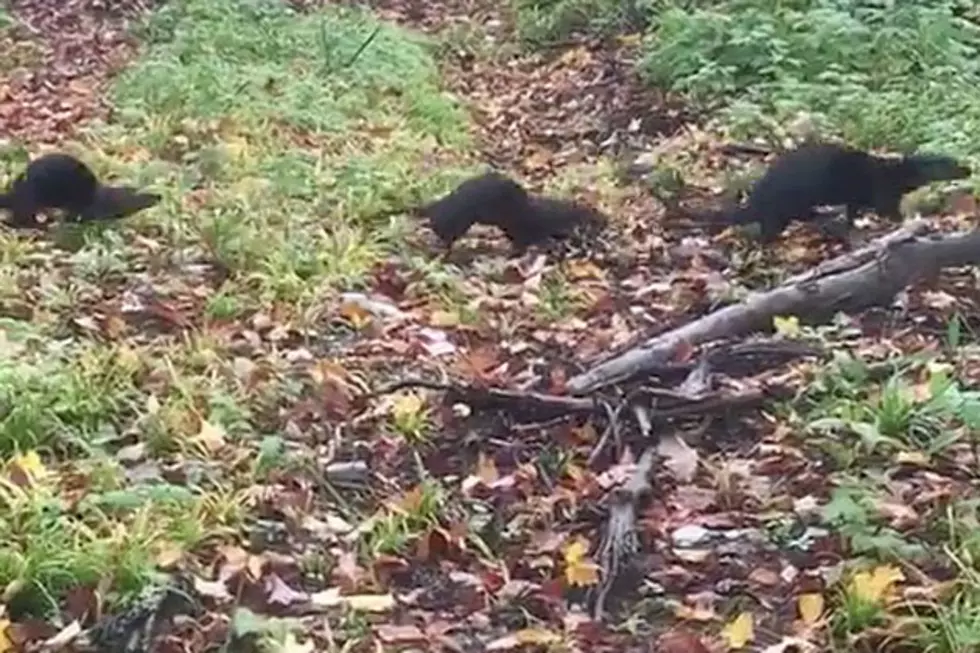 WATCH: Mystery Animals Spotted Near Jackman, Maine – What Are They?