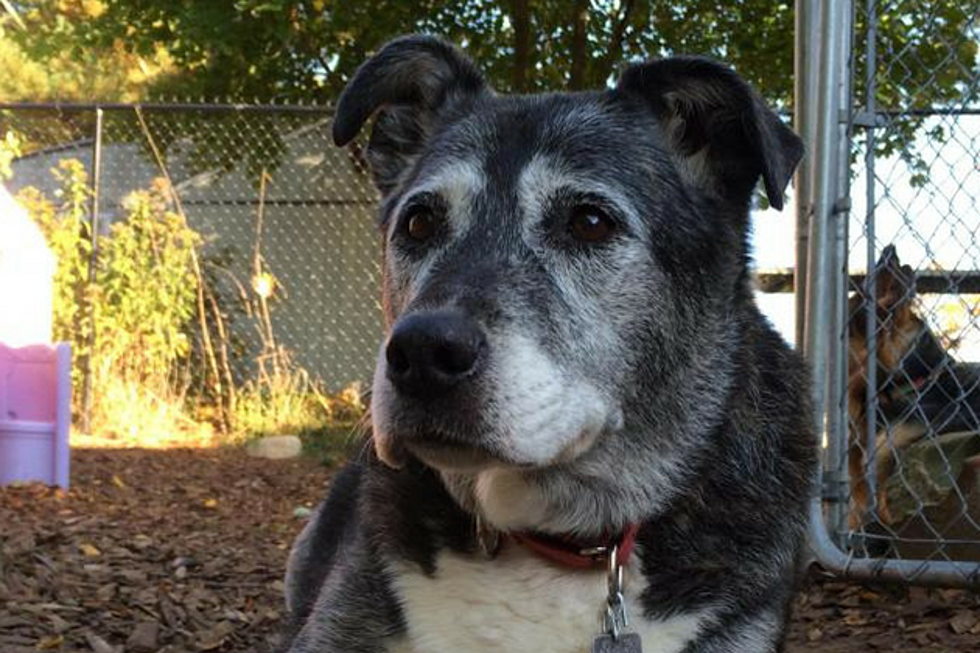 Can You Give This Senior Pup a Loving Home for Her Golden Years?