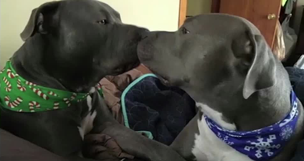 A Maine Judge Just Ordered These Two Pit Bulls Killed. Do You Agree?