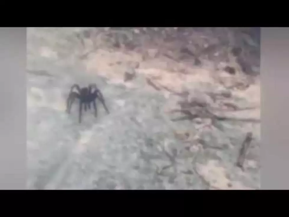 Is This Video Of A Spider The Size Of A Small Dog Fake? Please Tell Me It’s Fake