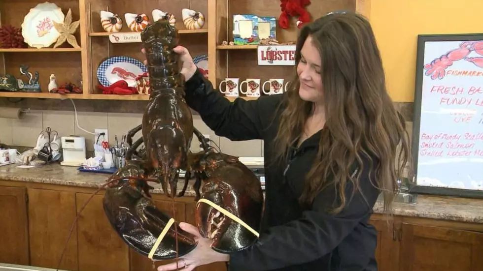 Meanwhile in Canada: Woman Buys a 23-Pound Lobster to Set Him Free!