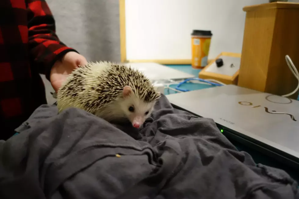 Here&#8217;s What We Learned When Kyle the Hedgehog Visited the Q97.9 Studio