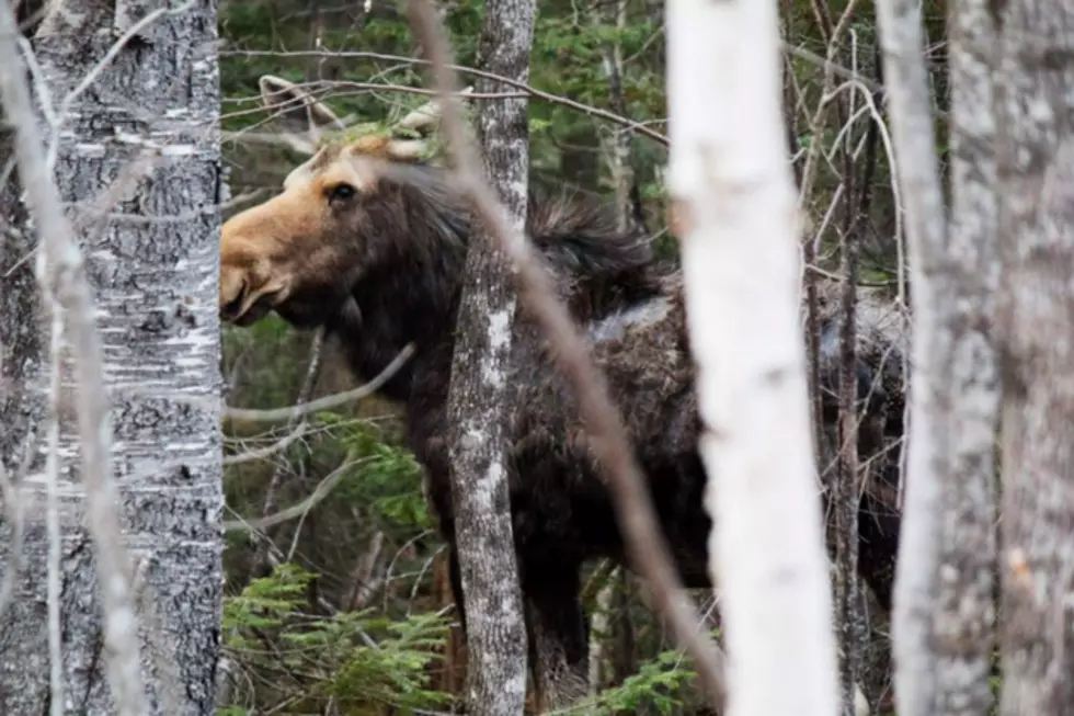 Have You Ever Actually Seen a Moose in Real Life?