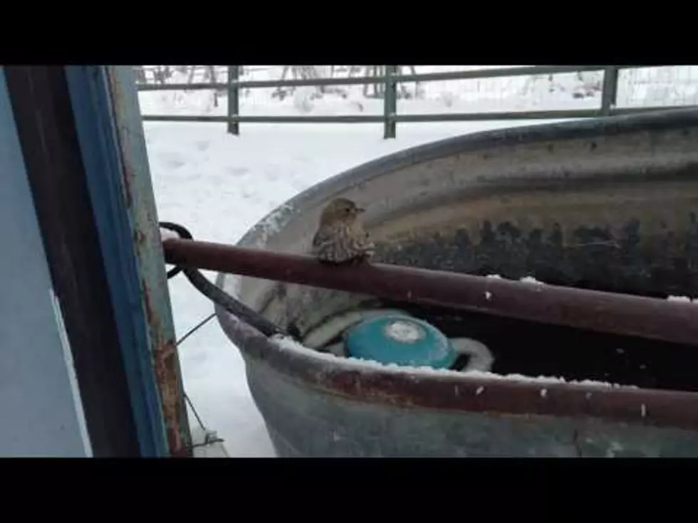 WATCH: Guy Saves Bird Whose Feet Got Frozen To A Fence [VIDEO]