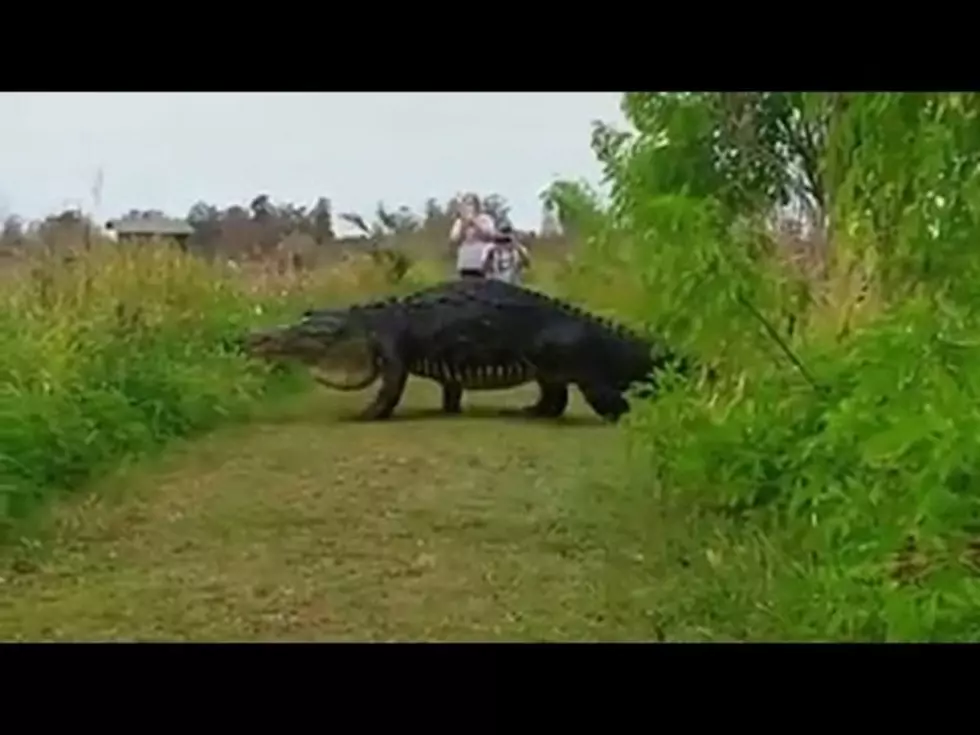 This Giant Alligator s Taking The Internet By Storm [VIDEO]