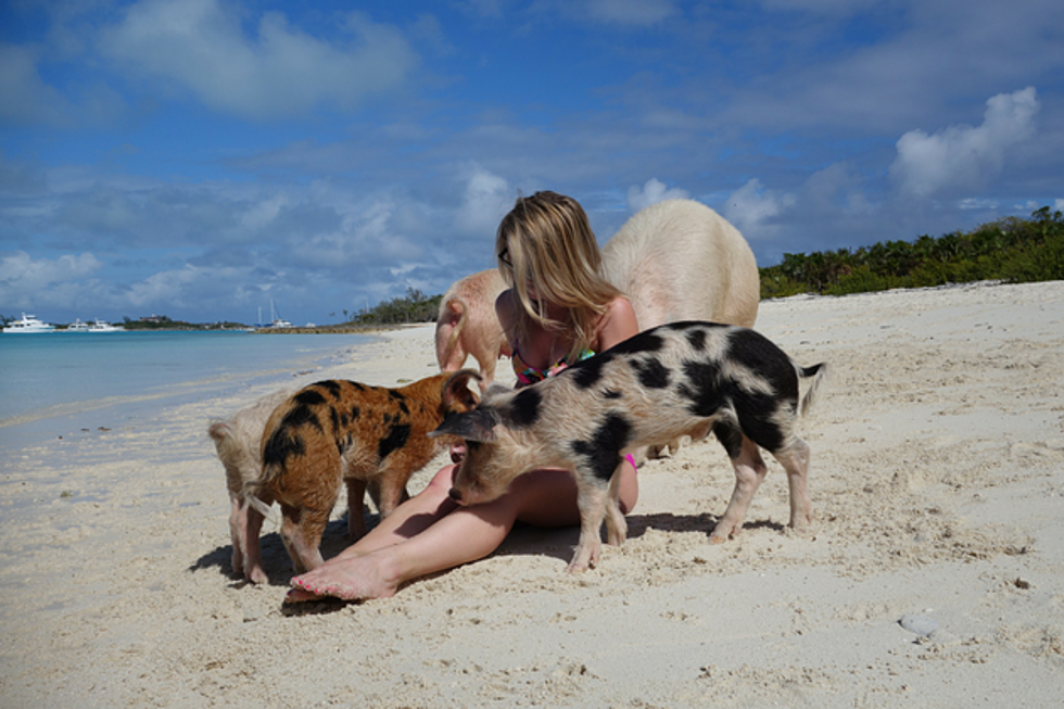 I Swam with the Famous Swimming Pigs of the Exumas