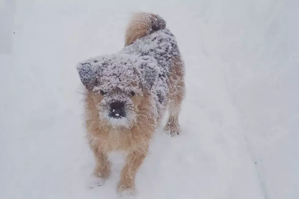 5 Maine Dogs Who Were Not Thrilled with the Blizzard of 2017