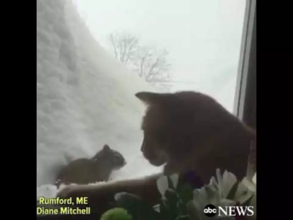 Is This Maine Cat Playing With This Squirrel Or Waiting To Eat Him? [VIDEO]