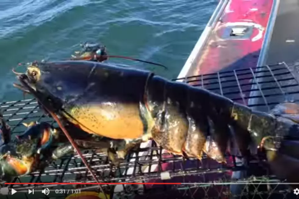 Check Out The Size Of This Female Lobster [VIDEO]