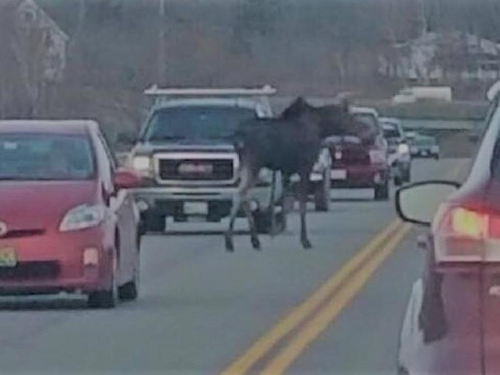 Maine Moose in Traffic
