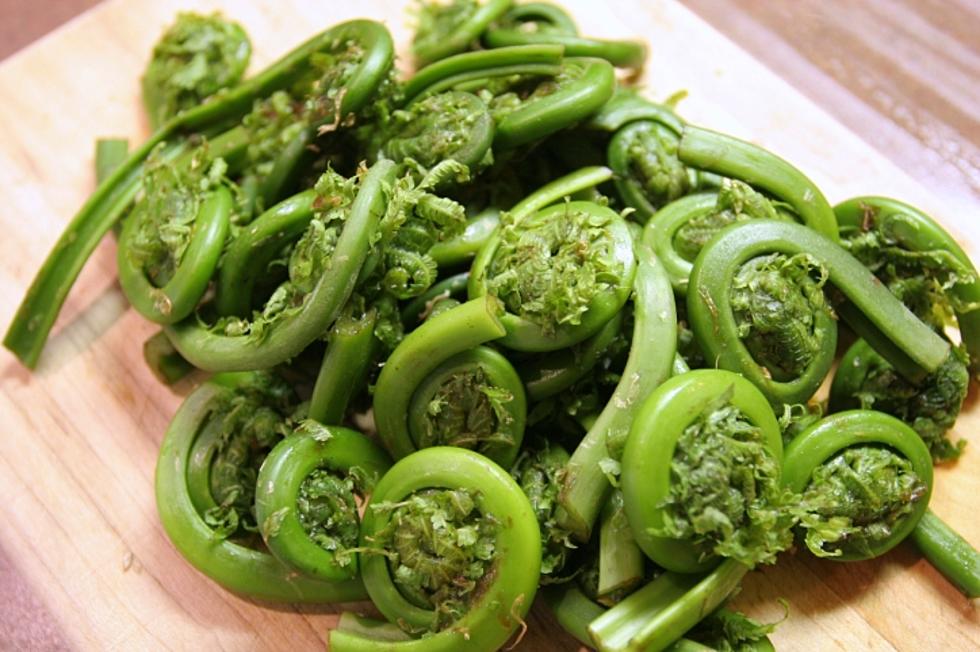Fiddlehead Season is Coming: Here’s How to Prepare the Maine Delicacy [VIDEO]