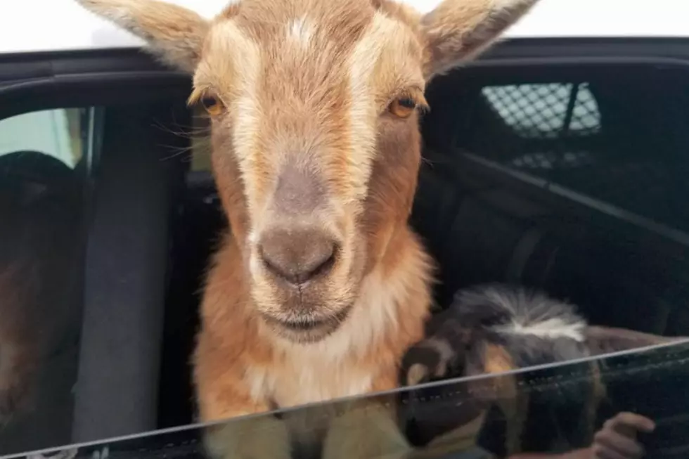 Bad Goats, Bad Goats, Whatcha Gonna Do? Goats in Cop Cars in Belfast