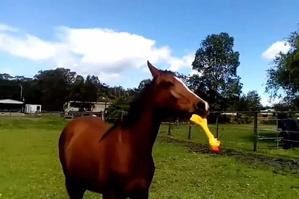 WATCH: A Horse Playing With a Rubber Chicken Sounds Exactly How You Think It Would