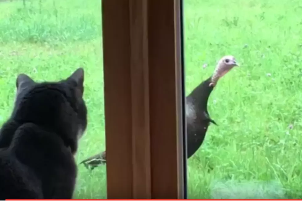 Watch: My Cat And A Wild Turkey Play Peek-A-Boo [VIDEO]