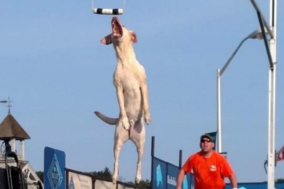 Think Your Dog Has What it Takes to Be a Dock Dog? Find Out at Hops &#038; Hounds June 17