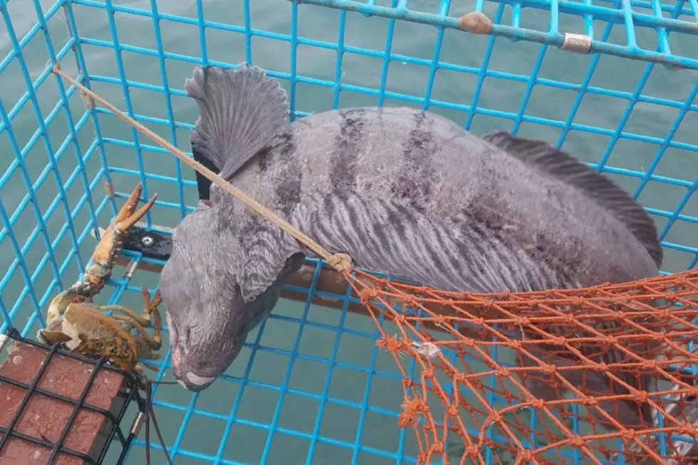 This Fish Caught in a Maine Lobster Trap is Something Out of a Nightmare