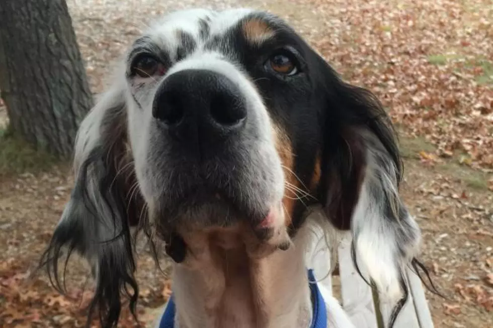 Need a Running Buddy? This Senior Pup Loves Exercising and Snuggling