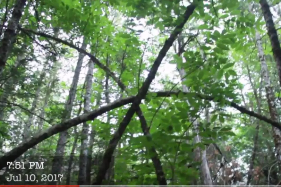 Who&#8230;Or What Made These Strange Tree Sculptures Deep In The Woods Of Maine? [VIDEO]