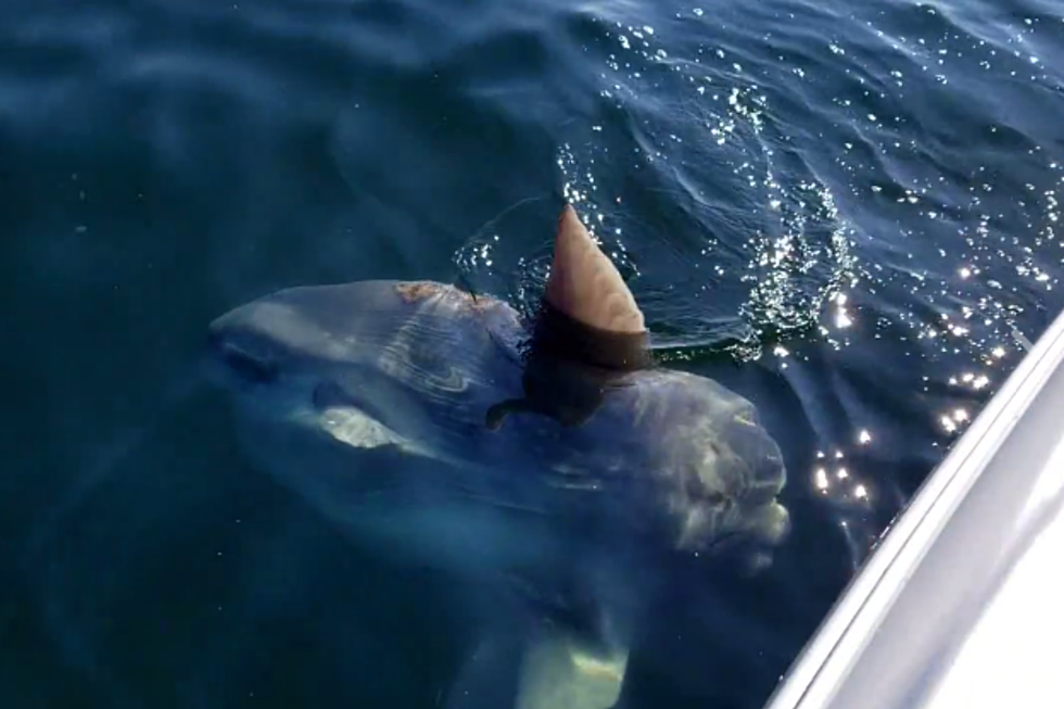 WATCH: Only 15 Miles Off the Maine Coast Giant Sunfish  [VIDEO]