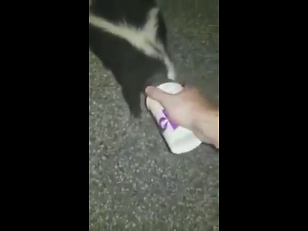 Maine Police Officer Risks Spray to Save a Skunk Caught in a Cup