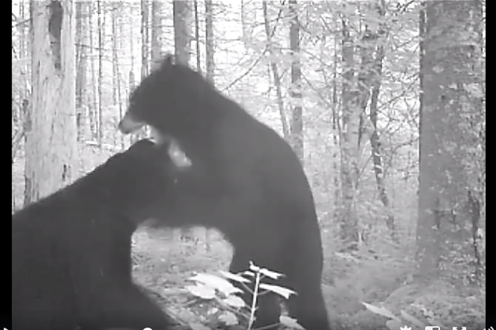 You’ll Love What These NH Wildlife Cams Caught [VIDEO]