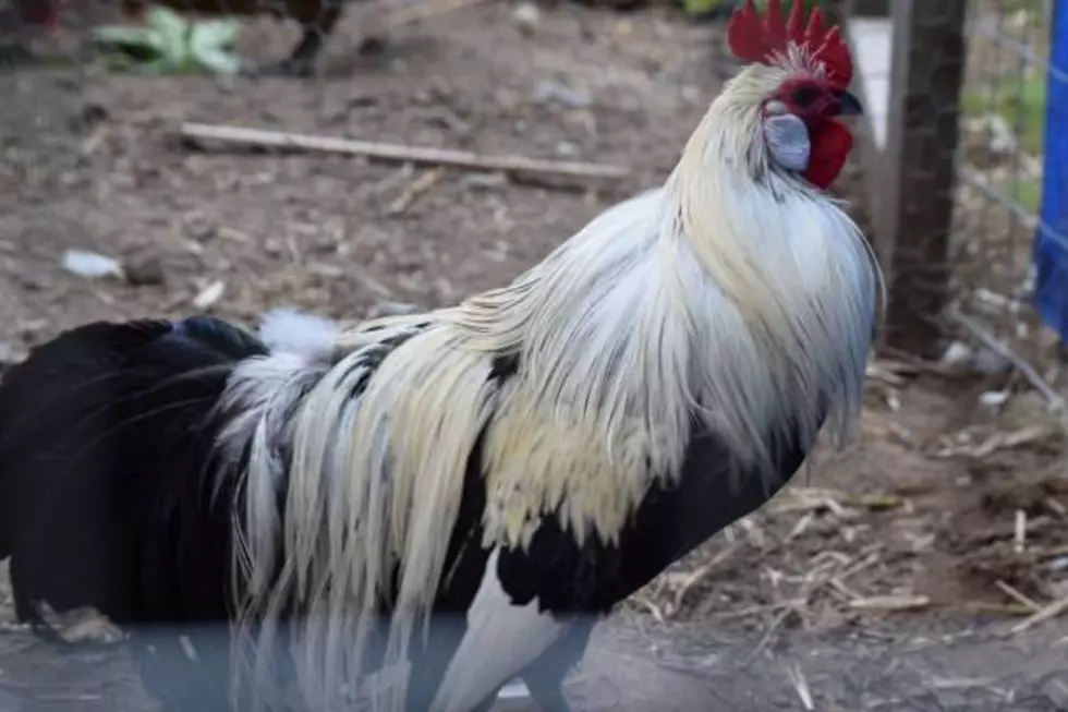 There is an Alarming Number of Free Roosters on Maine Craigslist