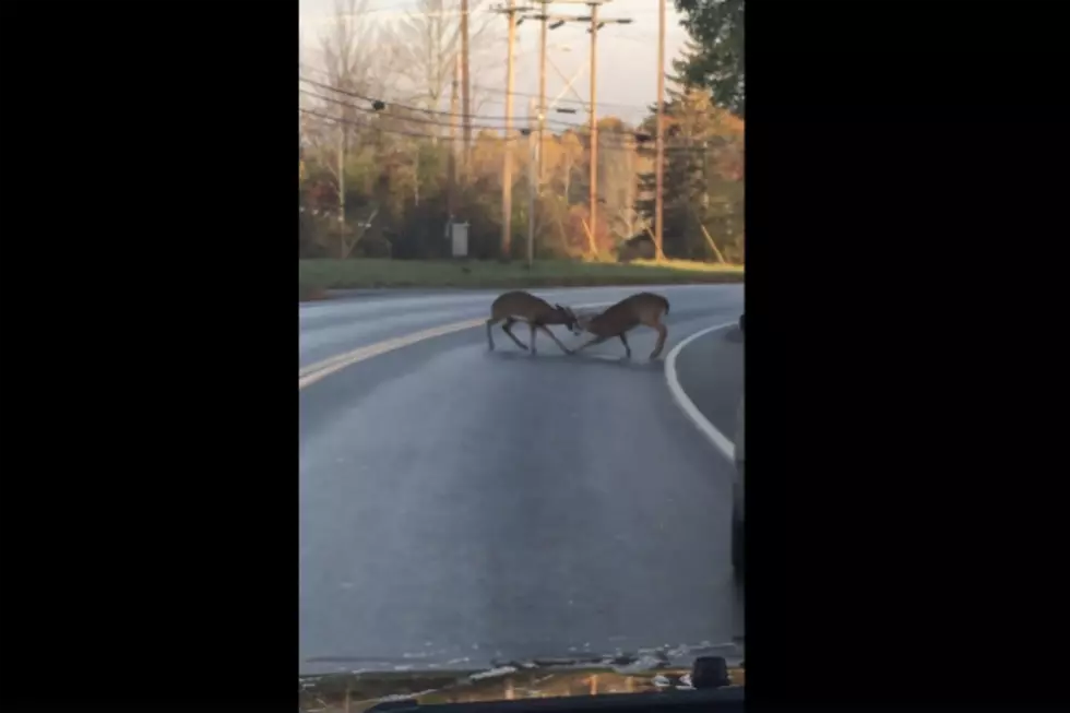 Crazy Maine Deer Fight Caught On Camera