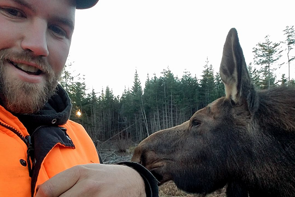 Maine Hunter Encounters Friendly Moose Who Just Wants a Nose Rub